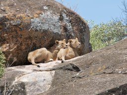 Bologonja_Seronera2009-5